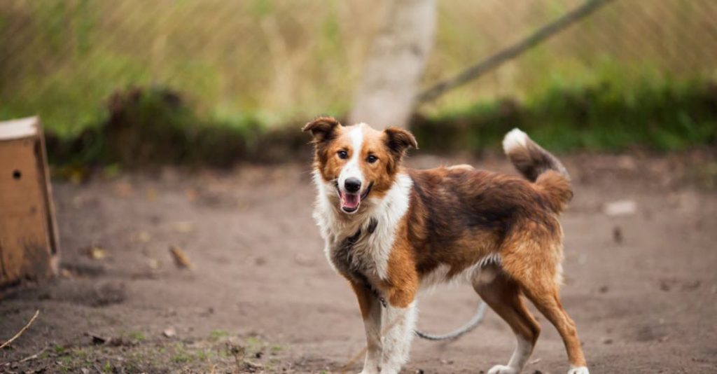 Shelter - Border Collie Outdoor Near Brown Wooden Dog House