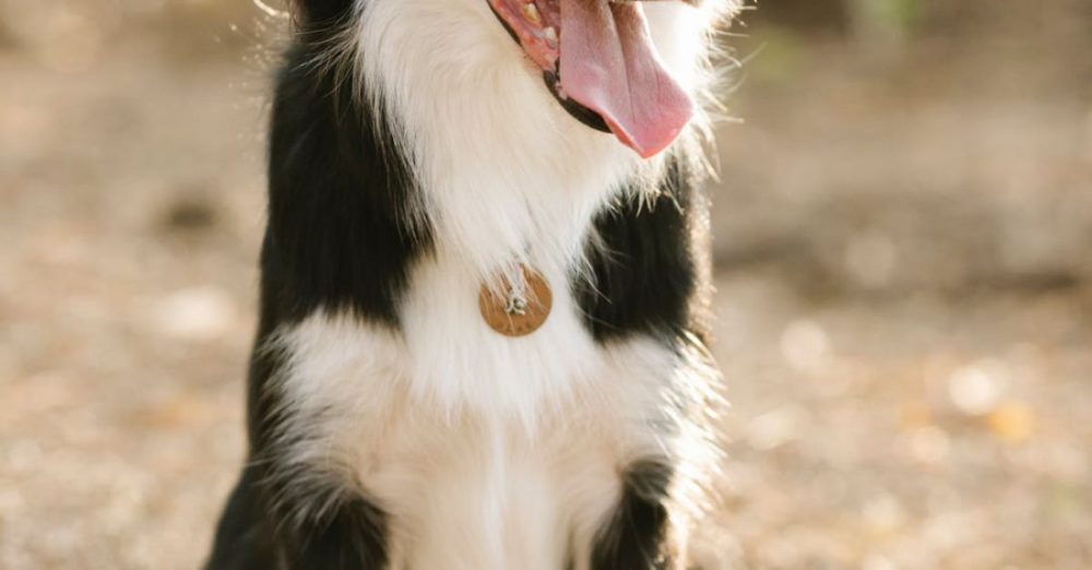 How Do You Groom a Double-coated Dog?