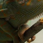 Reptiles - Yellow and Green Coated Lizard