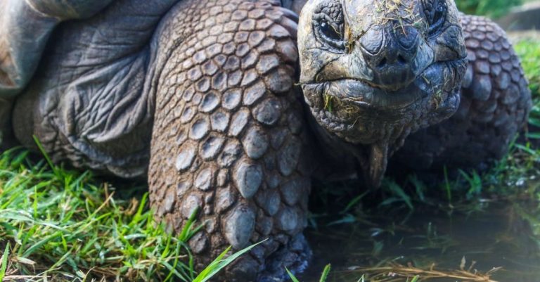 Species - Closeup Photo of Galapagos Tortoise