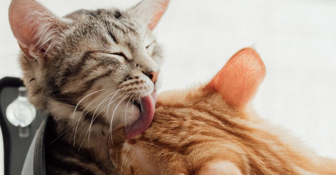 Cat Grooming - A Pair of Tabby Kittens Showing Affection to Each Other
