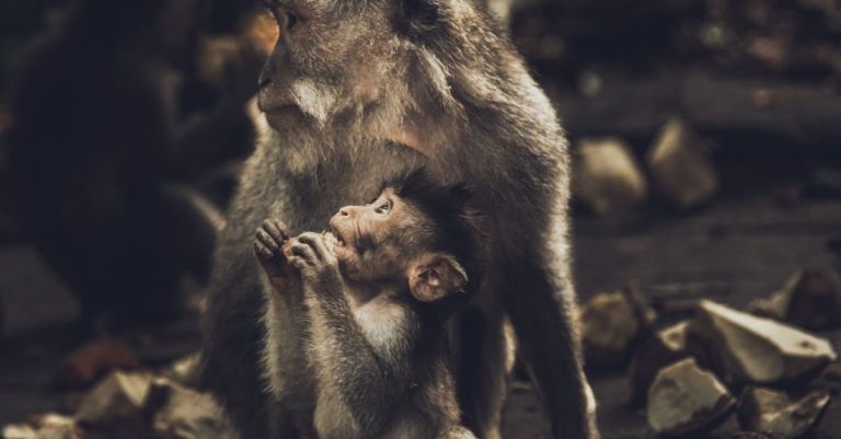 Primates - Photo of Two Monkeys Sitting on Ground