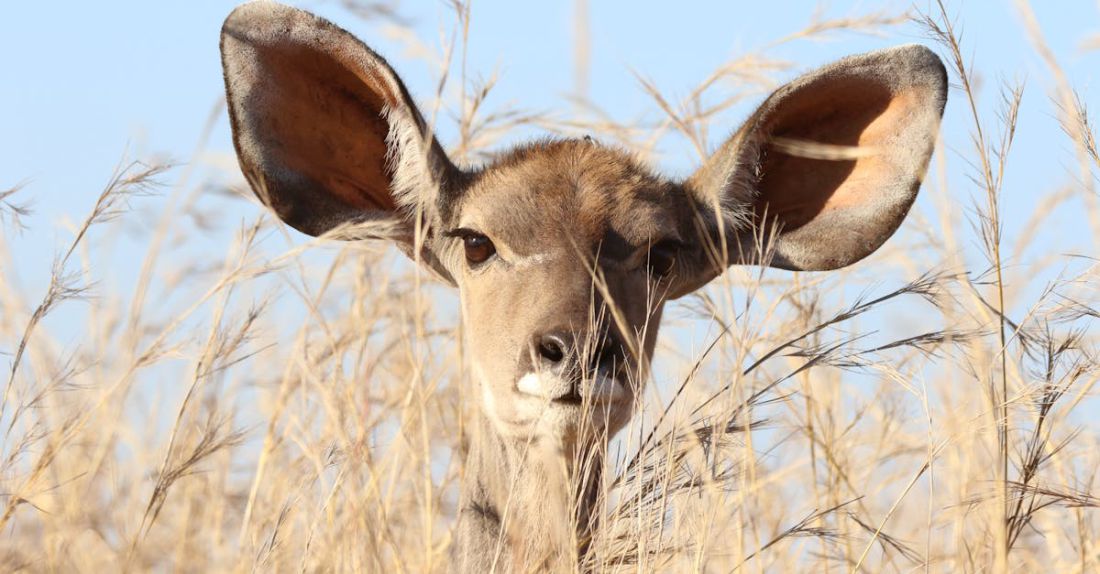 Ears - Deer Behind Grass