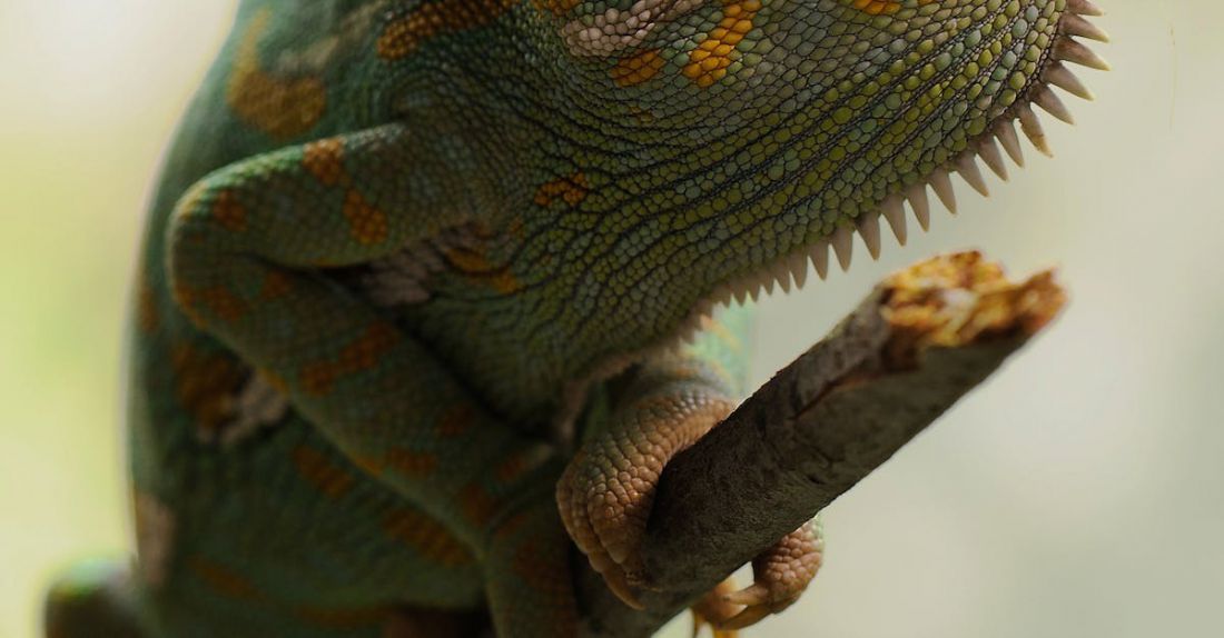What Are the Unique Care Needs of Reptiles?