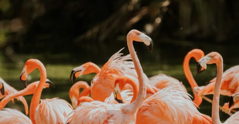 Exotic Birds - Flock of Flamingos