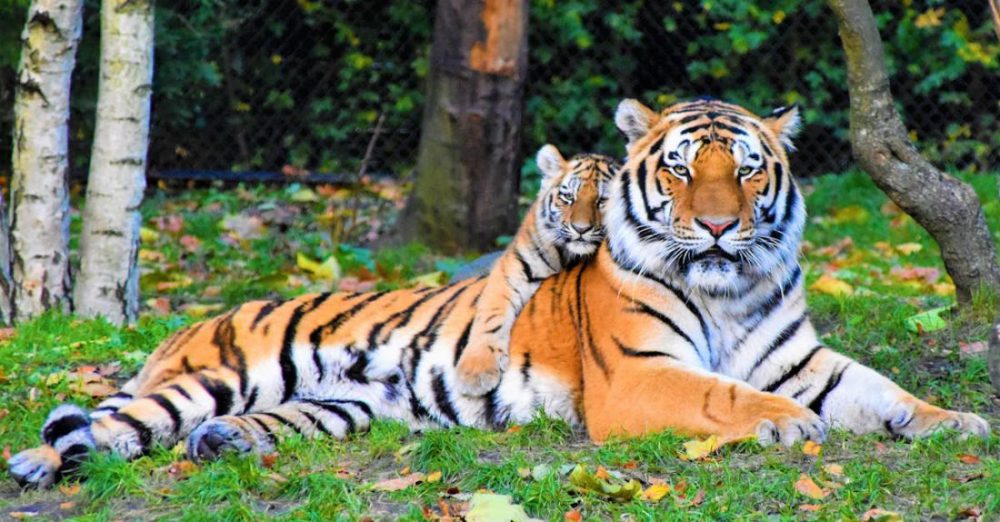 Tigers - Photo of Tiger and Cub Lying Down on Grass