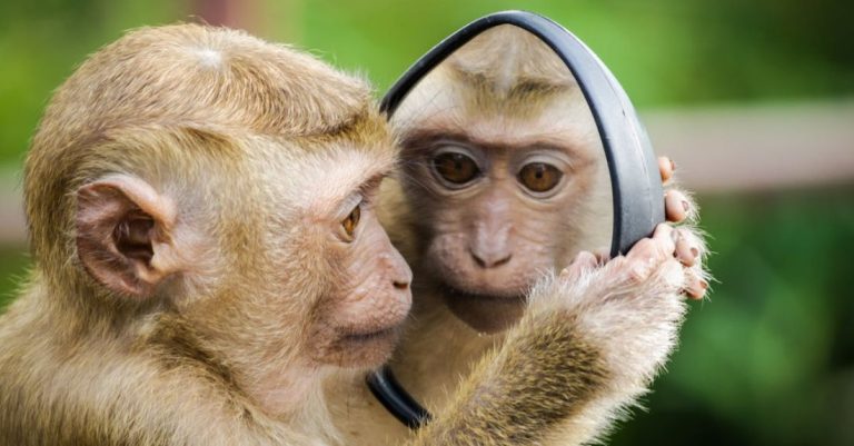 Monkey - Closeup Photo of Primate