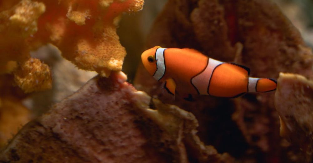 Exotic Fish - Close-Up Shot of a Clown Fish Swimming
