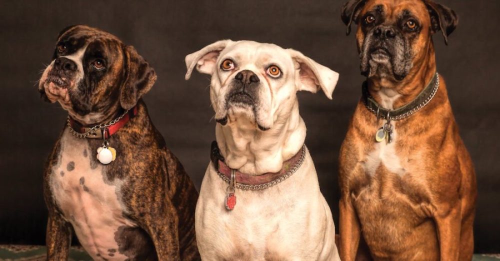 Dogs - Photography of Three Dogs Looking Up