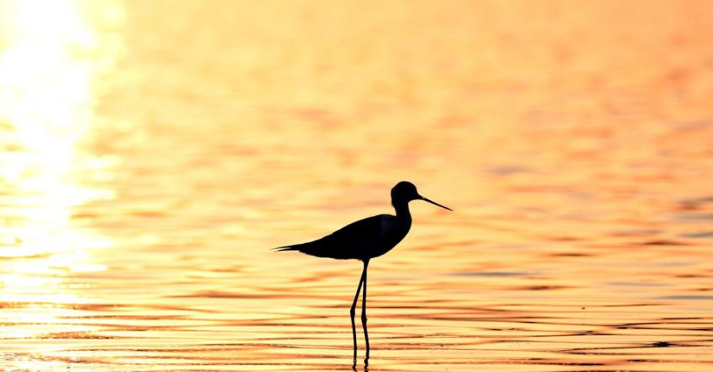 Wildlife Corridors - A bird standing in the water at sunset