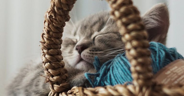 Anxious Pet - A kitten sleeping in a basket with yarn