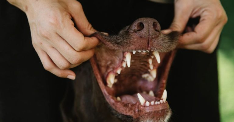 Dog Shows - Crop owner showing teeth of purebred dog outdoors
