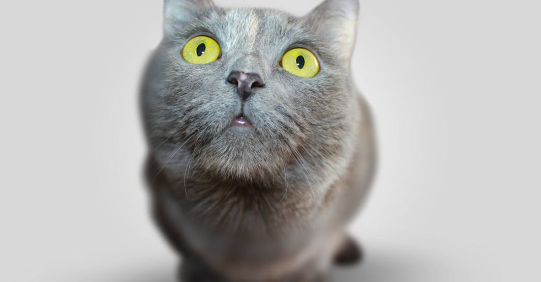 Veterinary Conferences - Shallow Focus of Cat Face