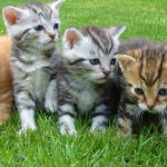 Animals - Assorted Color Kittens