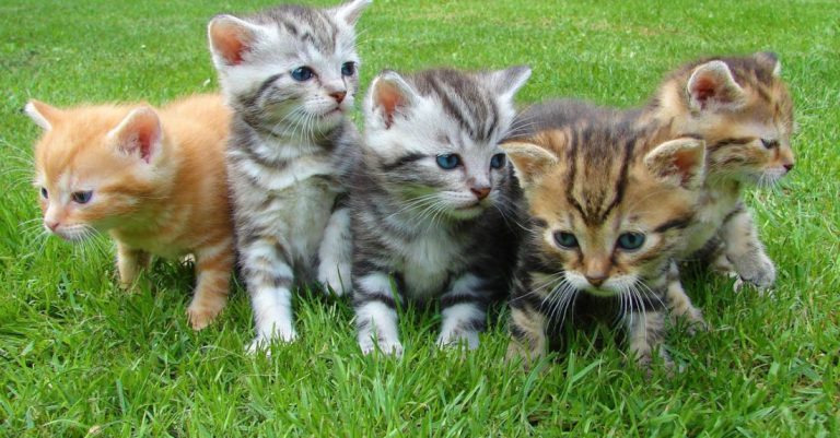 Animals - Assorted Color Kittens