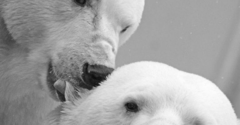 Predators - Close Up Photo of Polar Bears