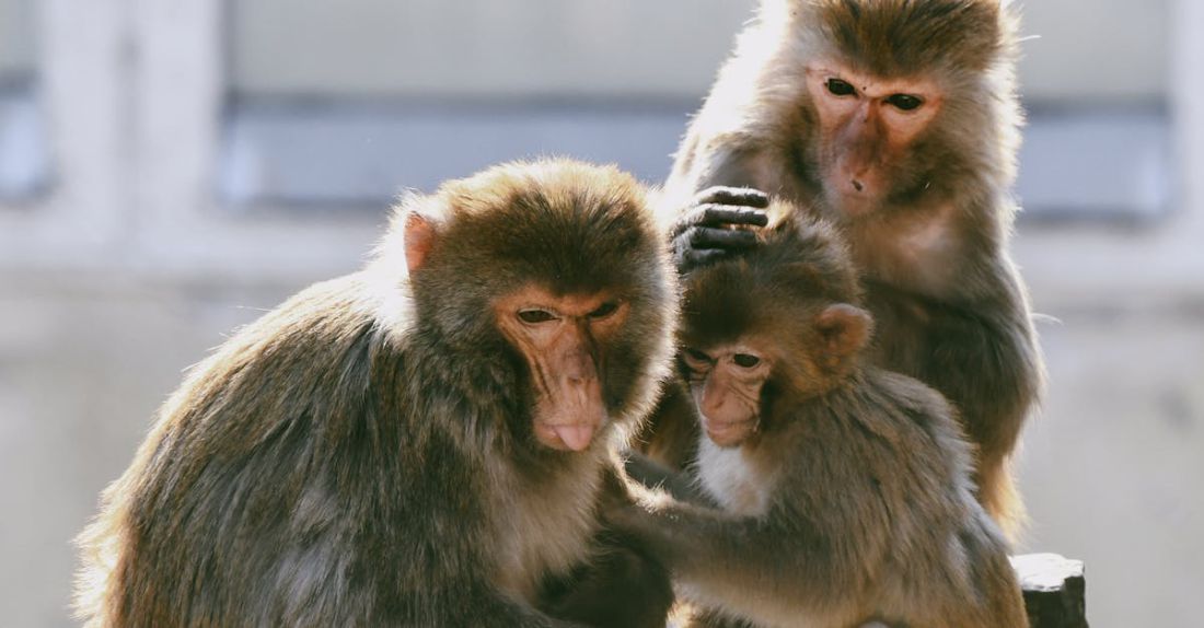 Social Animals - Macaques while Social Grooming