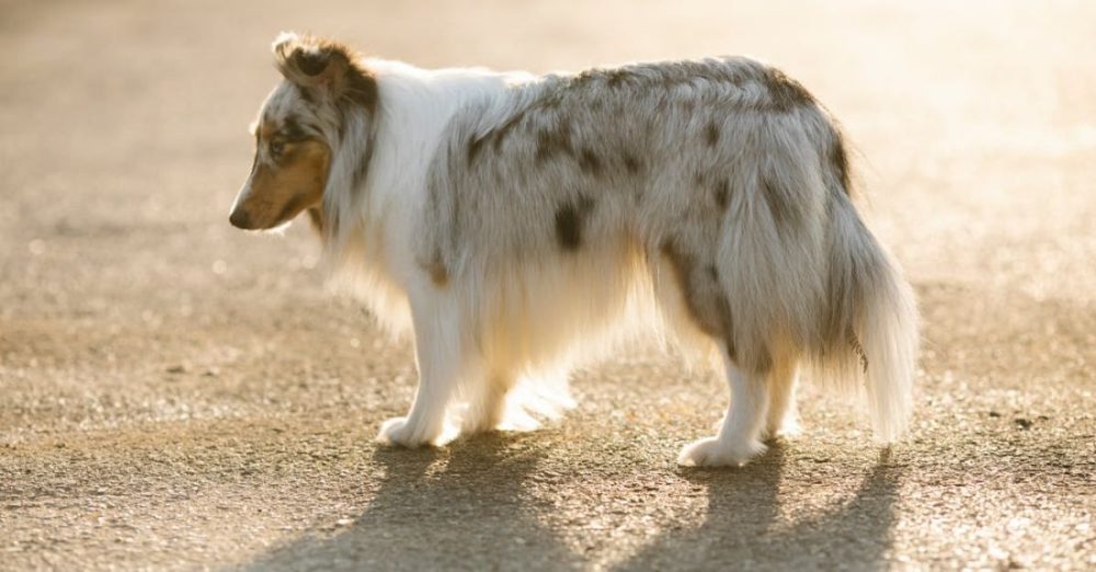 Solitary Animals - Lonely purebred dog with spots on fluffy coat looking down while standing on asphalt roadway in back lit