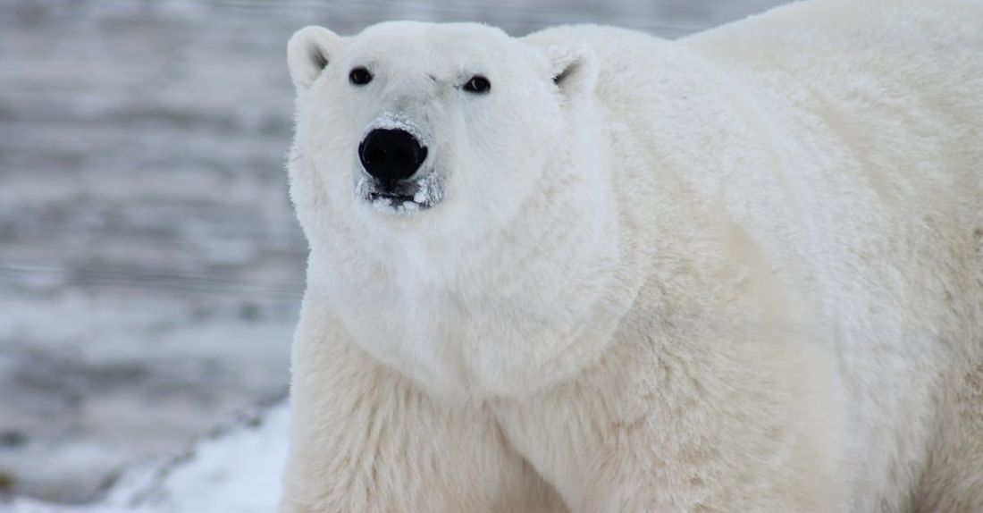 Polar Bears - Close Photography of White Polar Bear