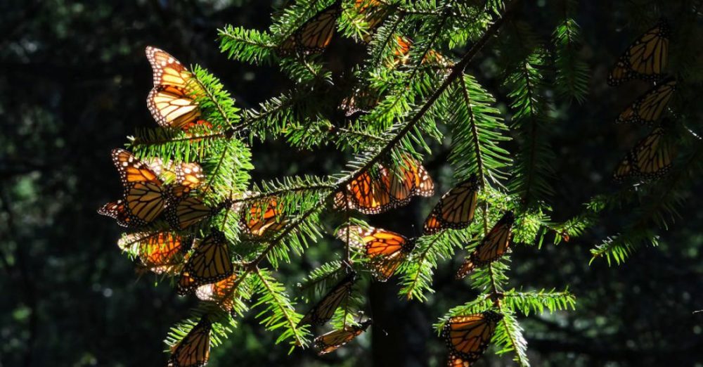 Monarch Butterflies - Mariposa Monarca