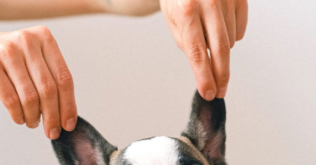 Dog Obedience - French Bulldog on Studio Shot