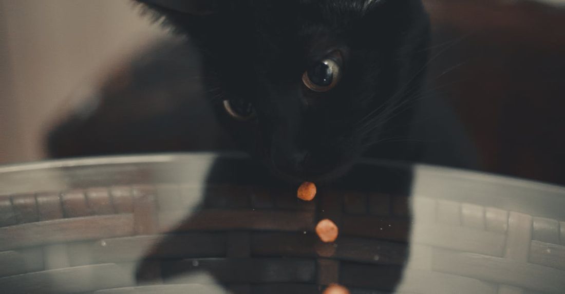 Training Cats - Vertical Shot of Black Cat Eating Peas from a Table