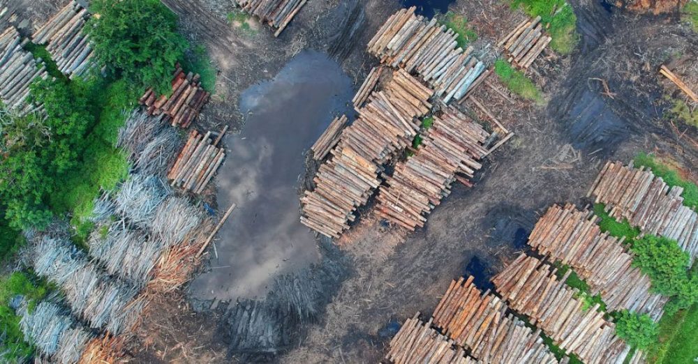 Deforestation - Bird's Eye View of Woodpile