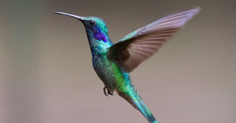 Bird - Macro Photography of Colorful Hummingbird