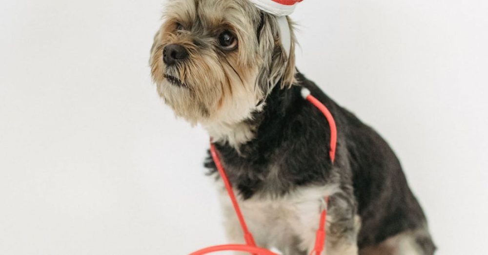 Vet Check-Ups - Cute dog in nurse hat on light background