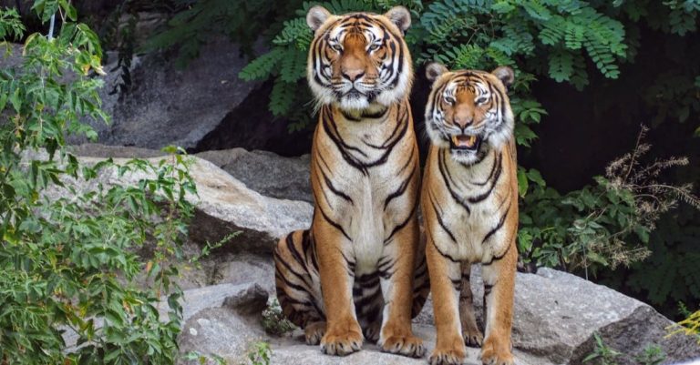 Predators - Two Orange Tigers Sitting Beside Each Other