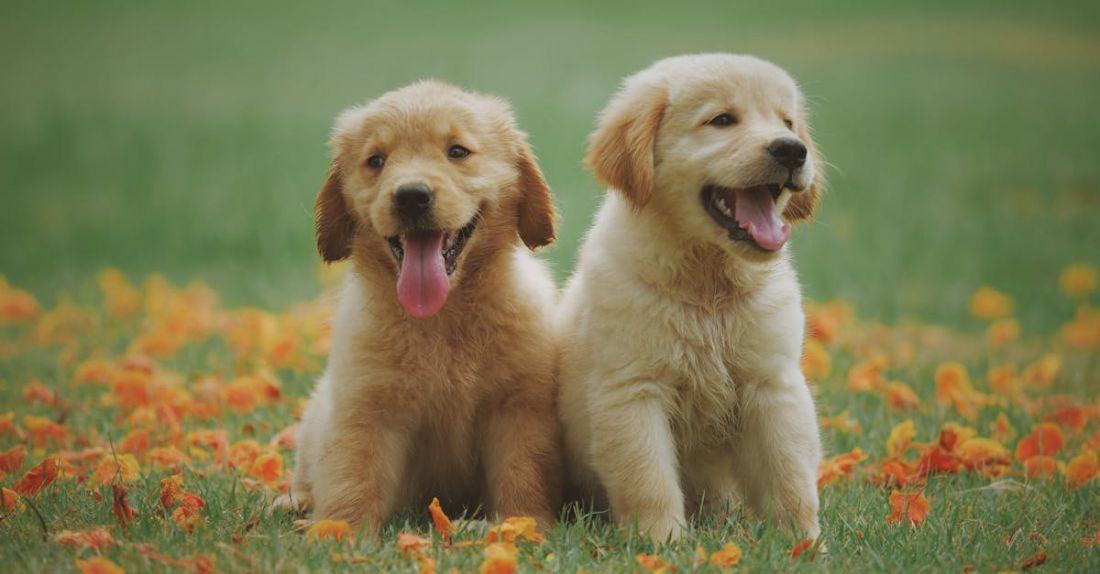 Puppies - Two Yellow Labrador Retriever Puppies