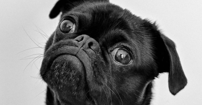 Dog Breeds - Portrait Photo of an Adult Black Pug