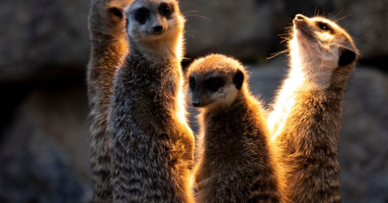 Meerkats - Photo of Meerkats Looking At The Light