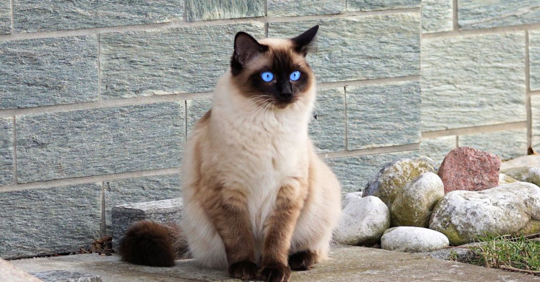Siamese Cat - Brown Cat