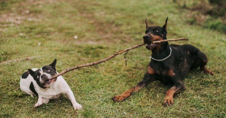 Breeds - Two Dogs with One Stick on Grass
