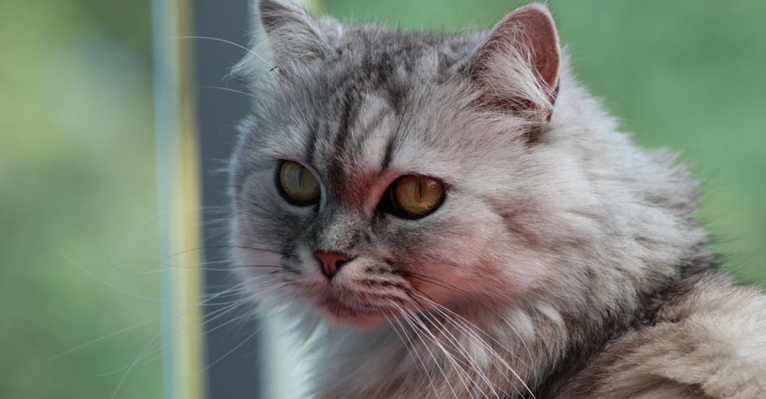 Persian Cat - Close-up Photography Of Cat