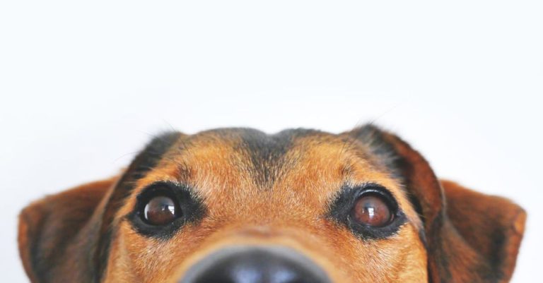 Brachycephalic Breeds - Closeup Photo of Brown and Black Dog Face
