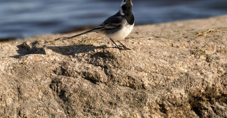 Breeder - White Wagtail (Motacilla alba) is hunting for a fly on a rock, by the sea in Norway
