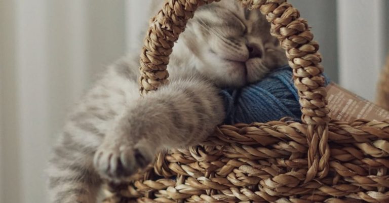 Older Pets - A kitten sleeping in a basket with yarn