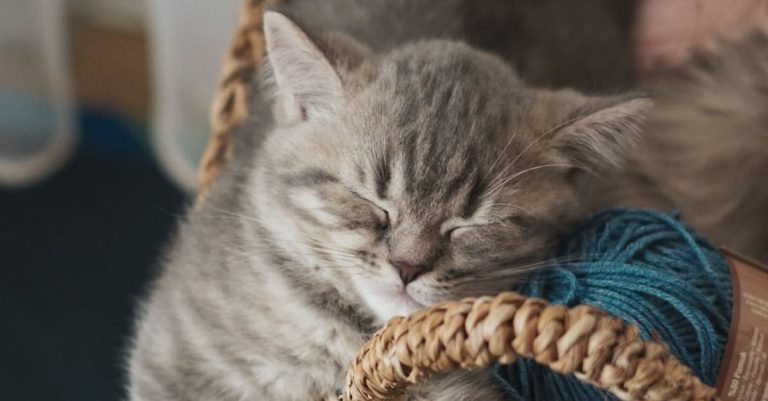 Rescued Pet - A gray kitten sleeping in a basket with yarn