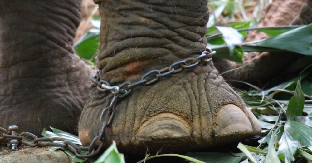 Animal Cruelty - Brown Elephant With Chain