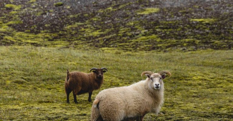 Abused Animals - Sheep in the mountains of iceland